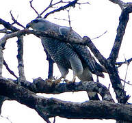 Grey-lined Hawk