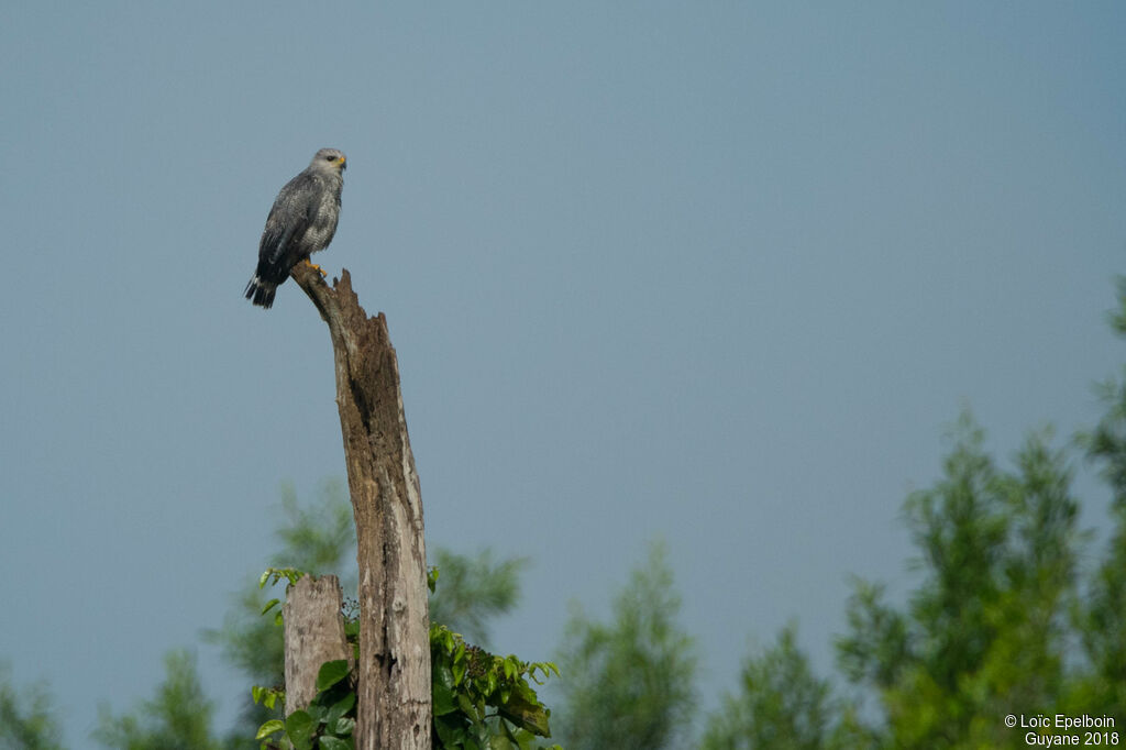 Grey-lined Hawk