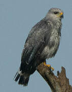 Grey-lined Hawk