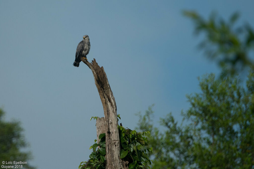 Grey-lined Hawk