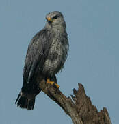 Grey-lined Hawk