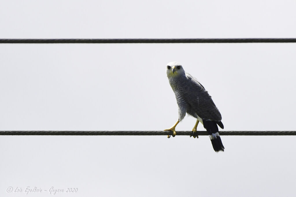 Grey-lined Hawk