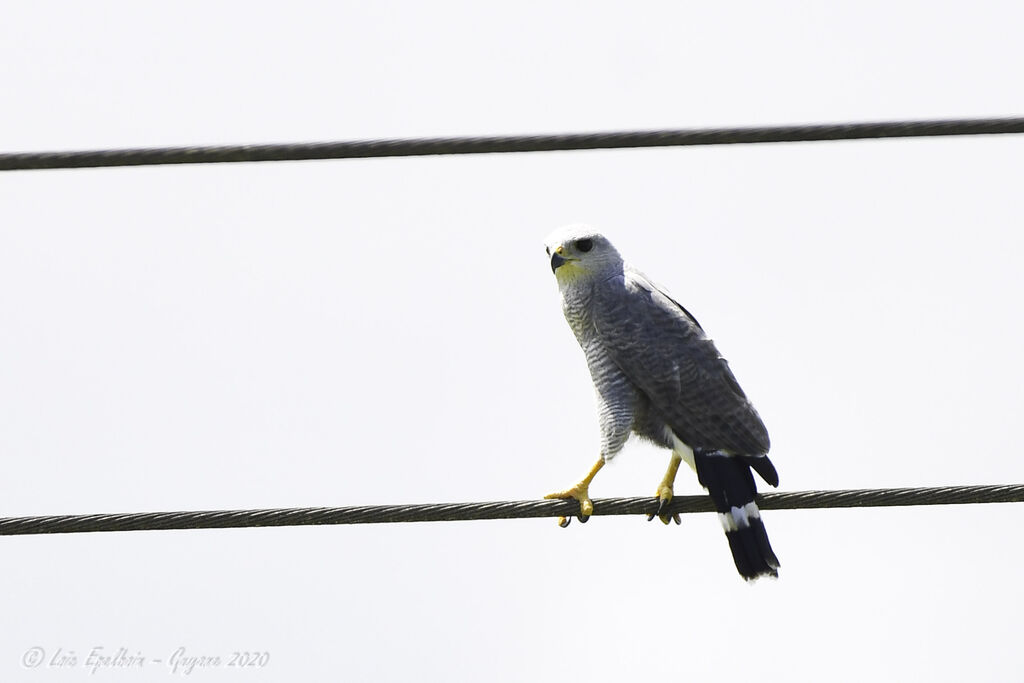 Grey-lined Hawk