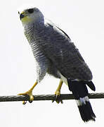 Grey-lined Hawk