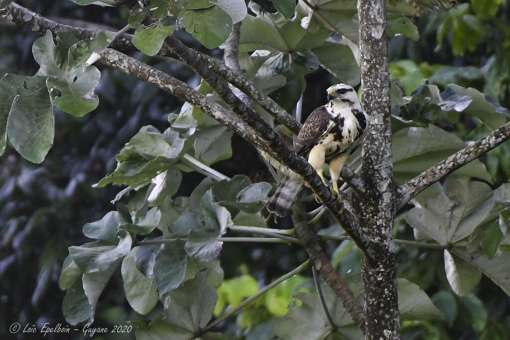 Grey-lined Hawk