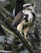 Grey-lined Hawk