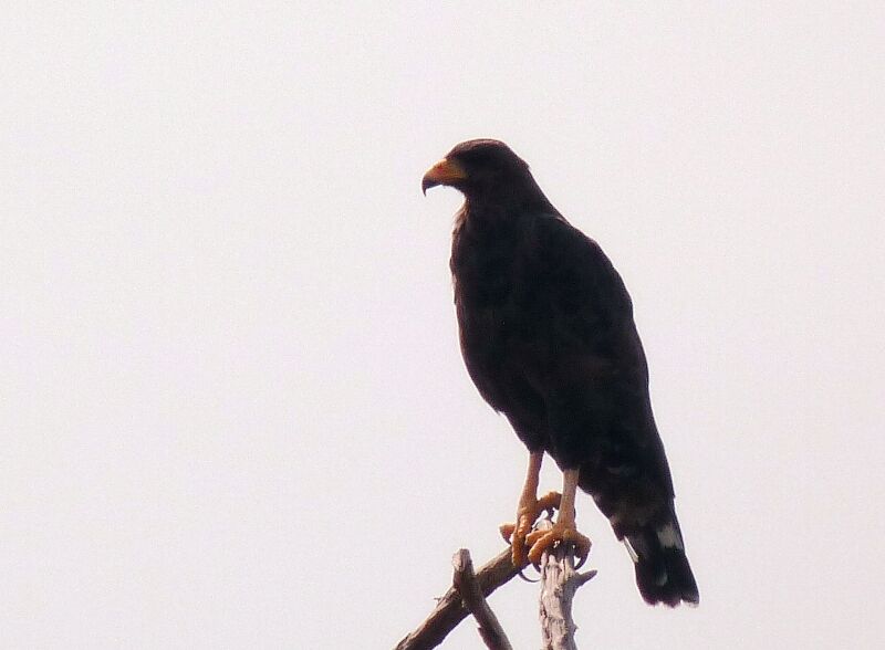 Cuban Black Hawkadult