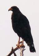 Cuban Black Hawk