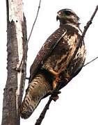 Cuban Black Hawk