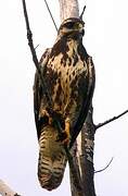 Cuban Black Hawk