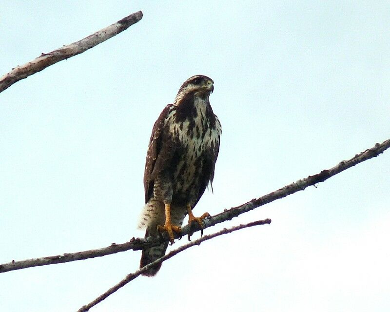 Cuban Black Hawk