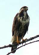 Cuban Black Hawk