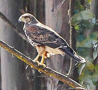 Harris's Hawk