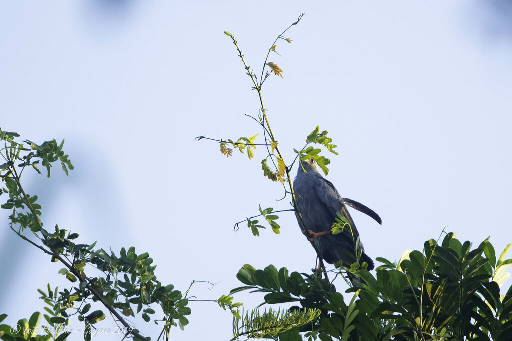 Crane Hawk