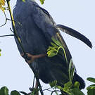 Buse échasse
