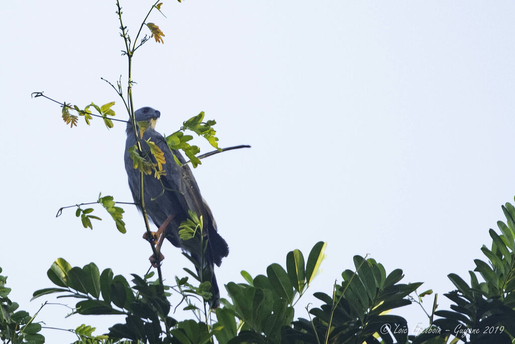 Crane Hawk