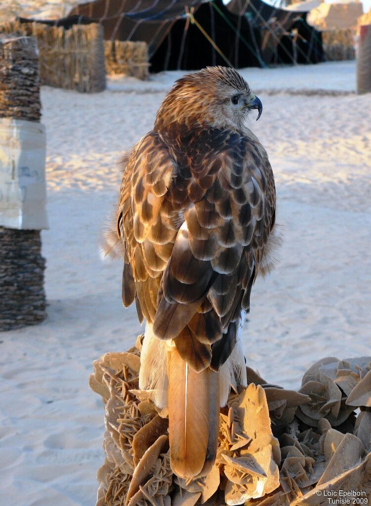 Long-legged Buzzard