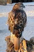 Long-legged Buzzard