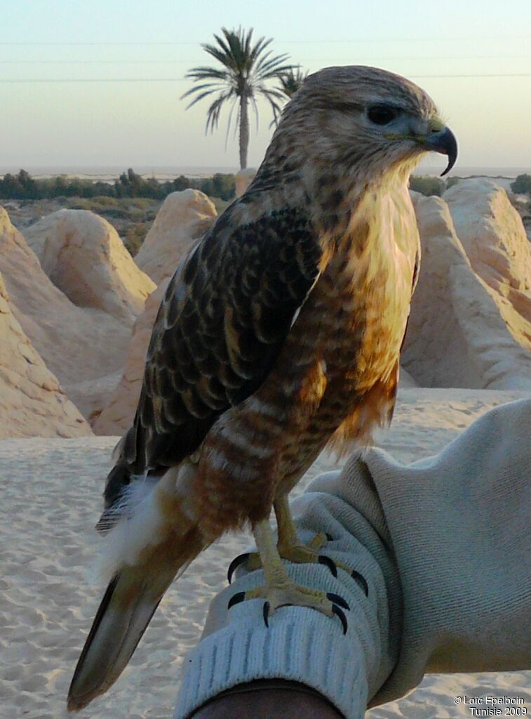 Long-legged Buzzard