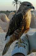 Long-legged Buzzard