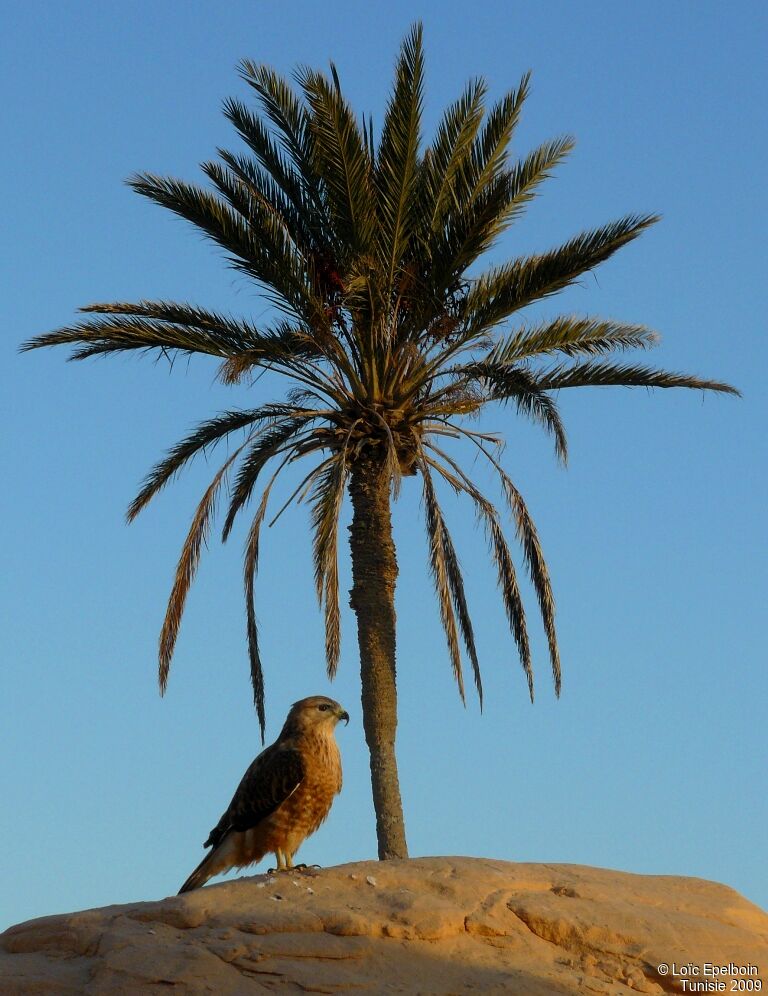 Long-legged Buzzard