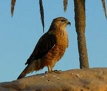 Long-legged Buzzard