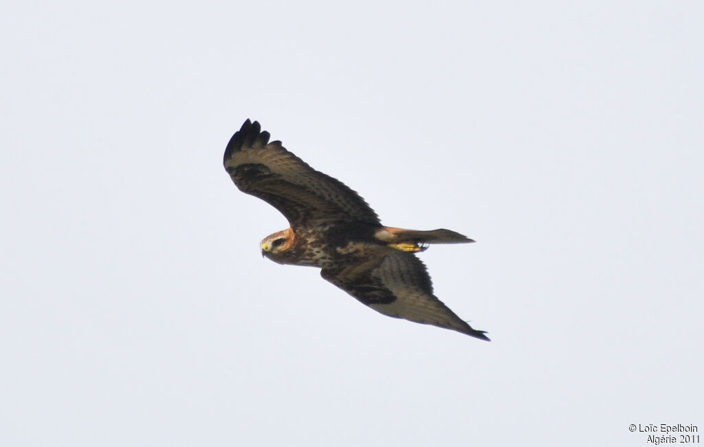 Long-legged Buzzard