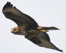 Long-legged Buzzard