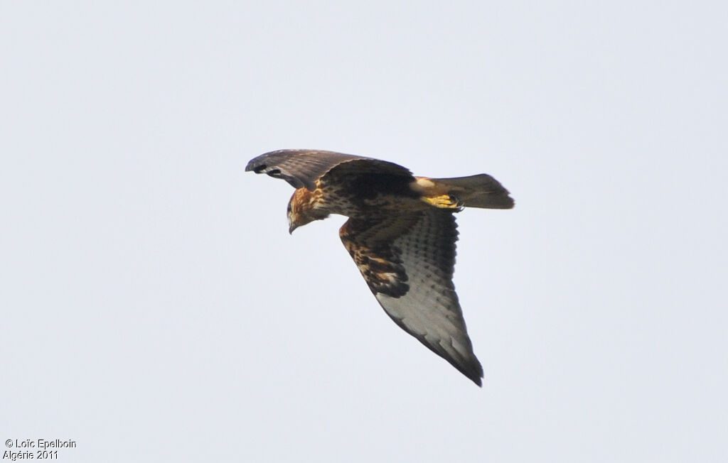 Long-legged Buzzard