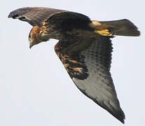 Long-legged Buzzard