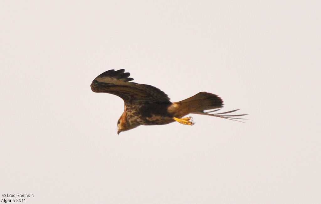 Long-legged Buzzard