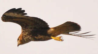 Long-legged Buzzard