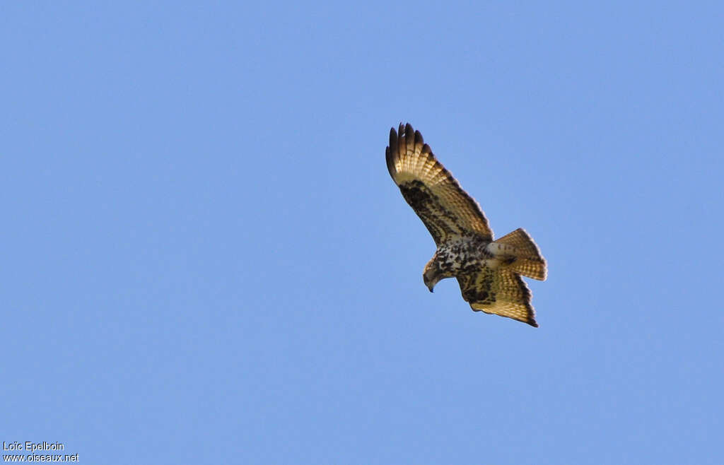 Mountain Buzzardadult, pigmentation, Flight