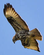 Mountain Buzzard