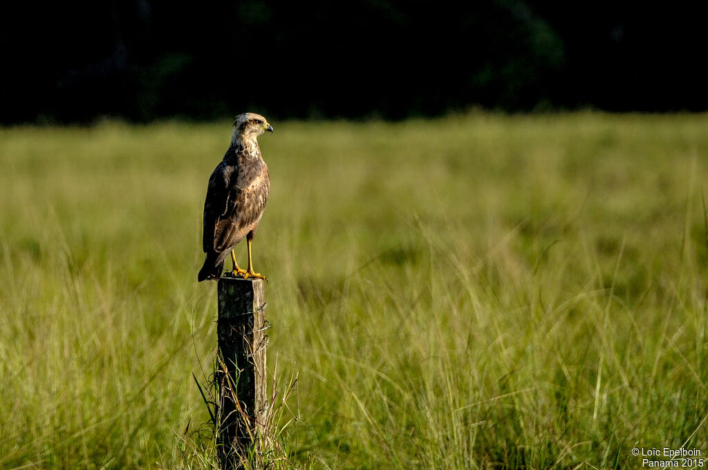 Savanna Hawk