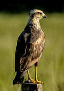 Savanna Hawk