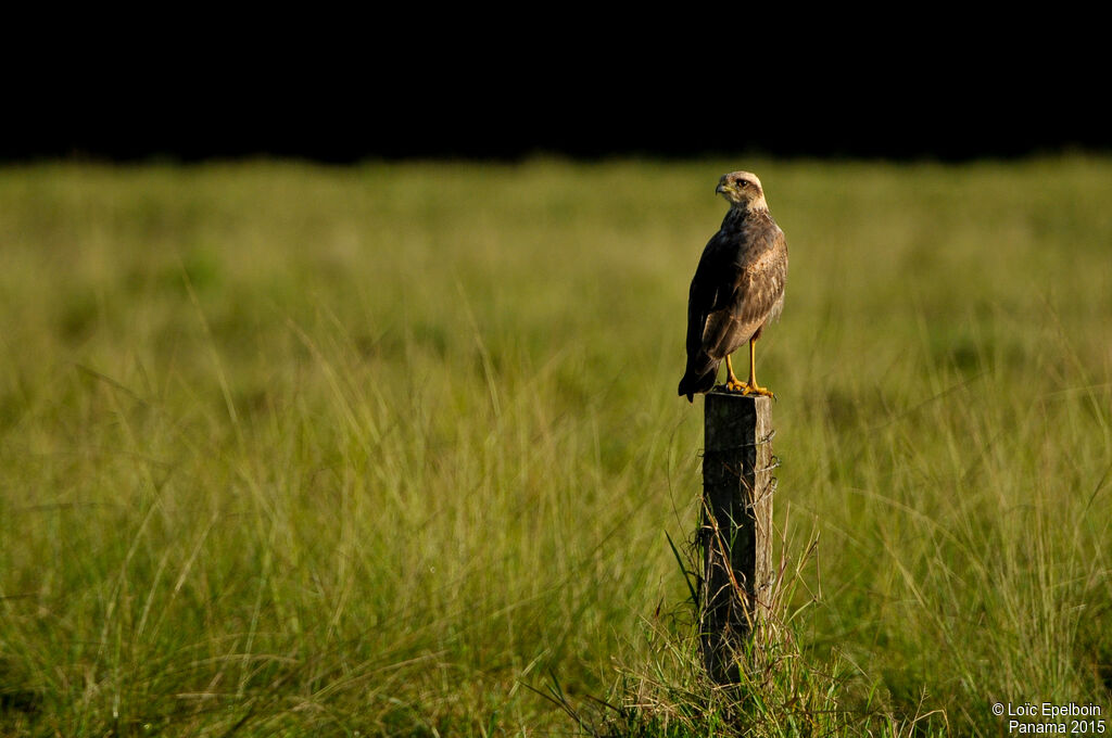 Savanna Hawk