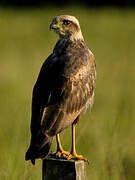 Savanna Hawk