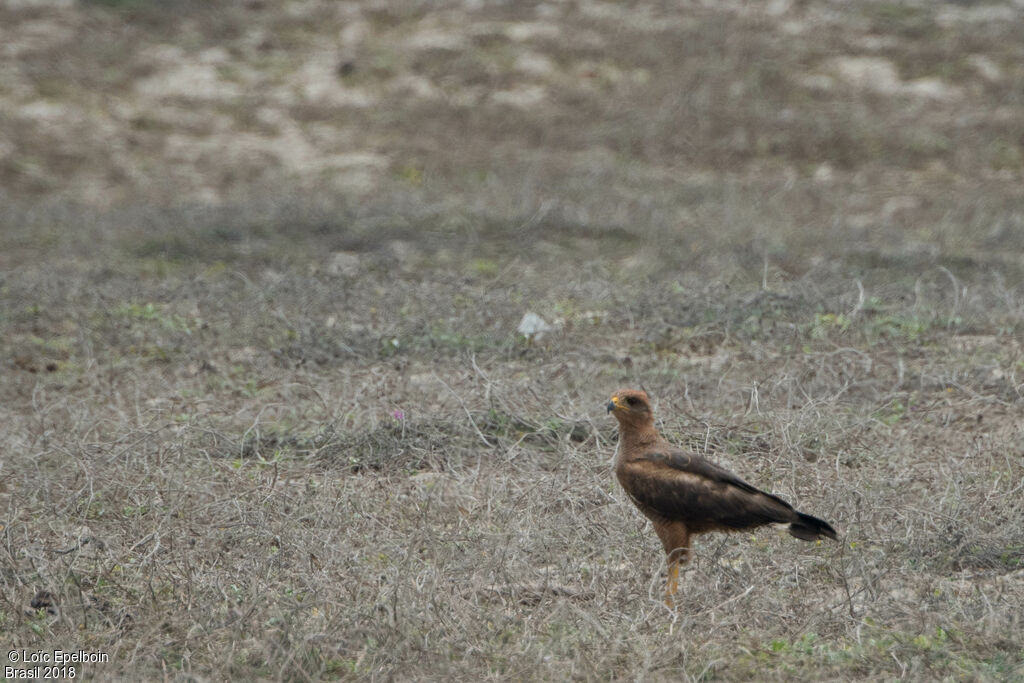 Savanna Hawk