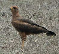 Savanna Hawk