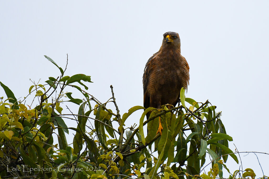 Savanna Hawk