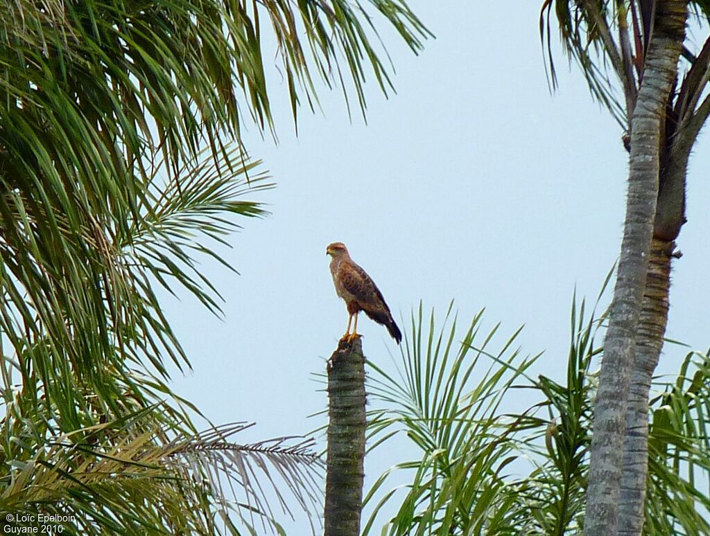 Savanna Hawk