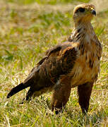 Savanna Hawk