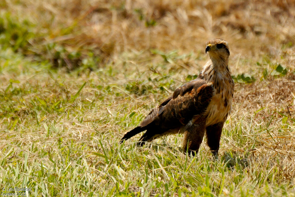 Savanna Hawk