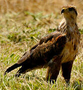 Savanna Hawk