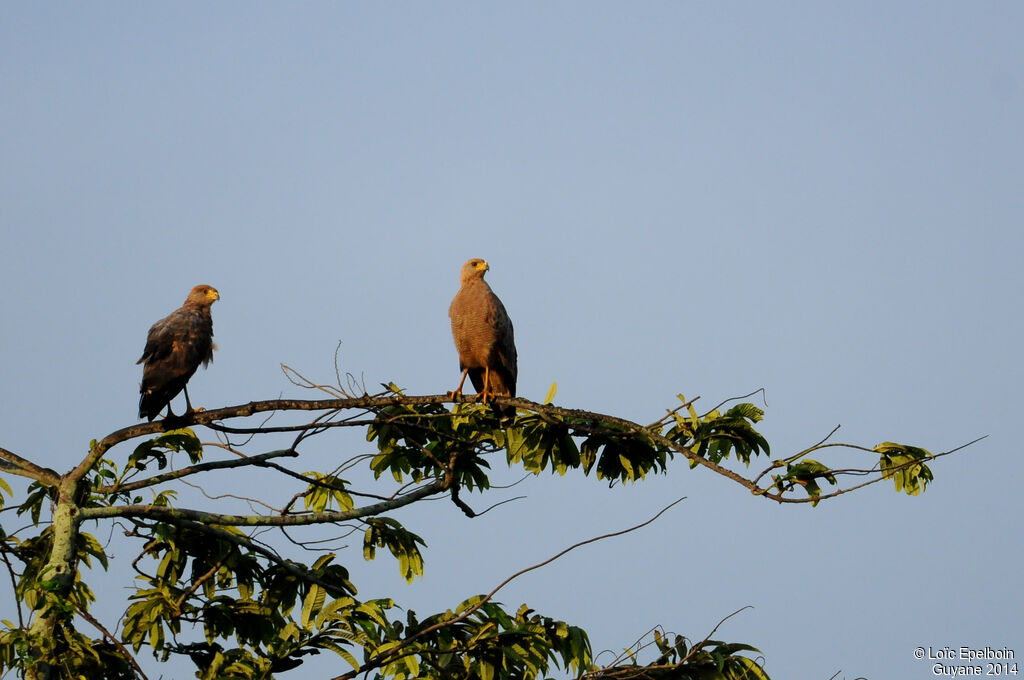 Savanna Hawk