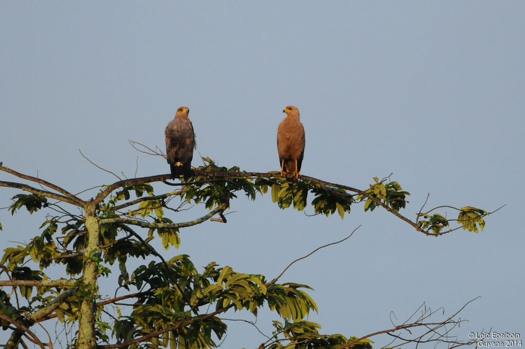 Savanna Hawk