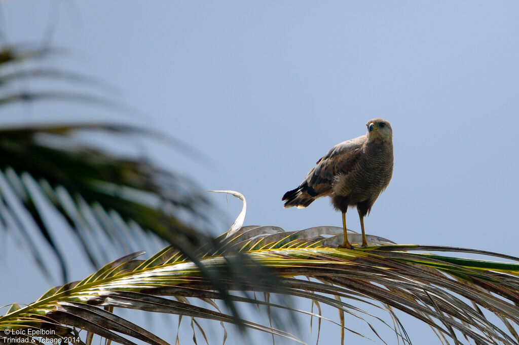 Savanna Hawk