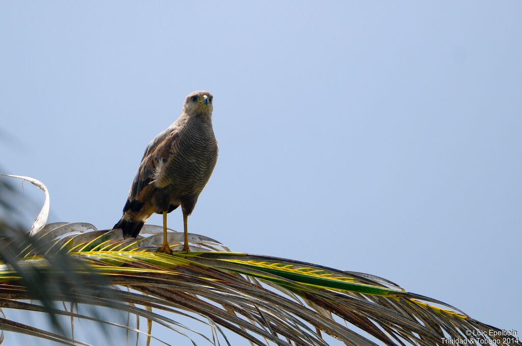 Savanna Hawk