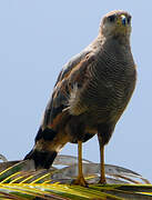 Savanna Hawk